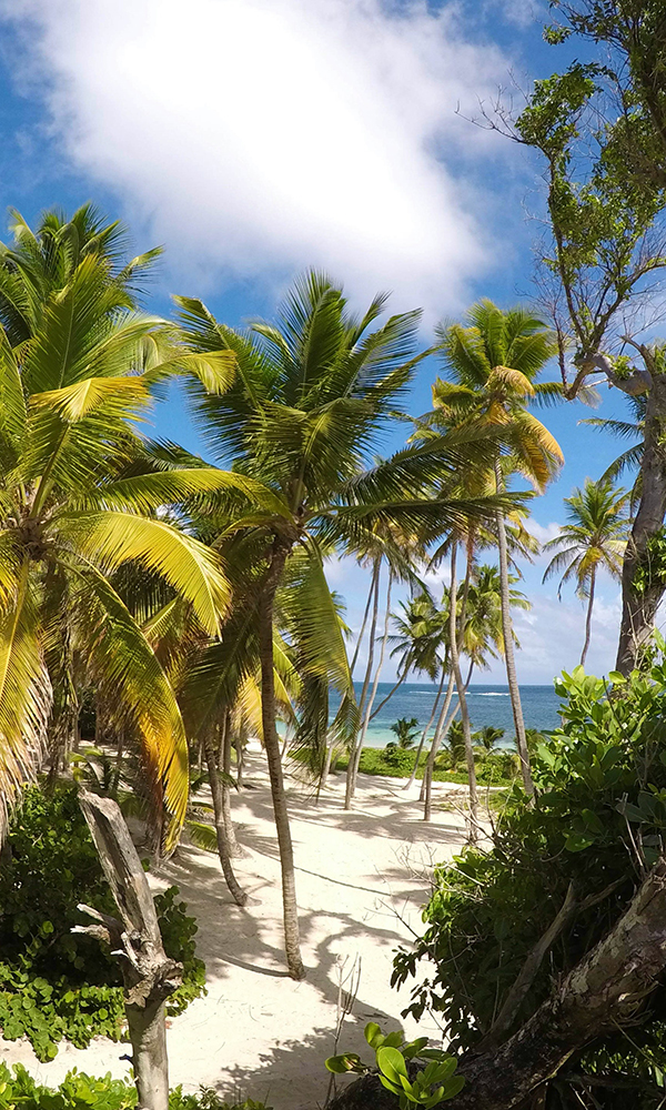 Plage et cocotiers en Guadeloupe